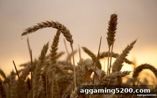 ag电子娱乐老玩家专属回馈福利全面解读