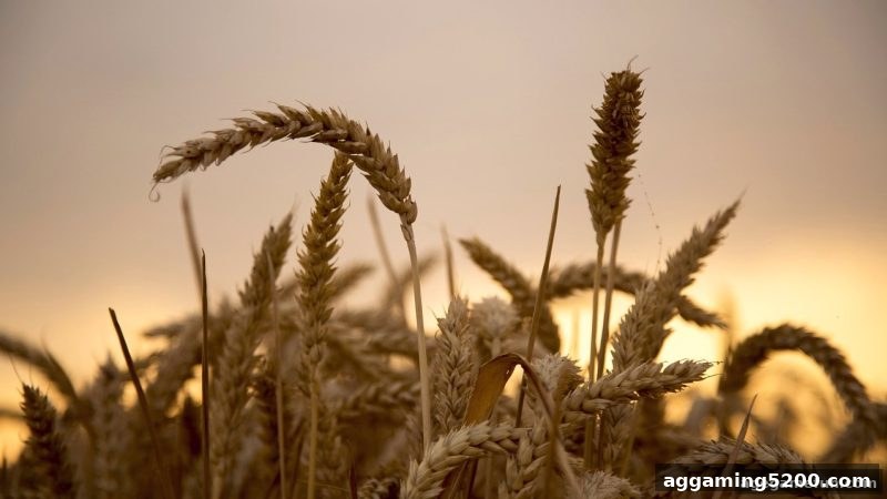 ag电子娱乐老玩家专属回馈福利全面解读