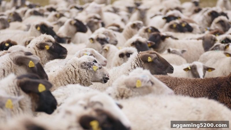 ag电子娱乐深度指南：斗地主与足球赛事回放视频的获取与价值解析